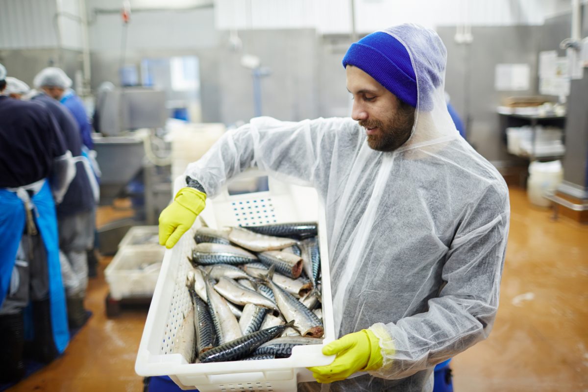 trabajador que controla la seguridad de los alimentos marinos según el APPCC