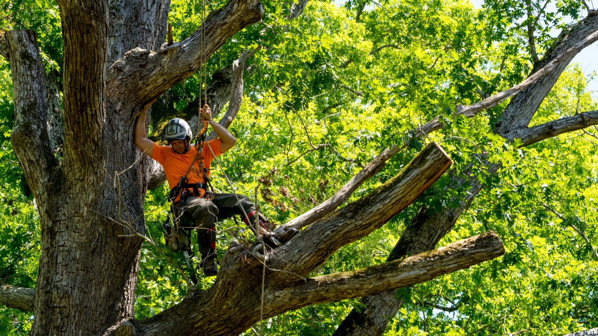 Trabajador con camisa naranja en un árbol cortando ramas muertas