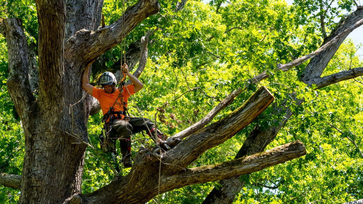 Trabajador Con La Motosierra De La Gasolina En Forest Tree Cutting Saw  Hombre Con Cortar Del árbol De La Motosierra De La Gasolin Foto de archivo  - Imagen de contratista, gasolina: 104335804